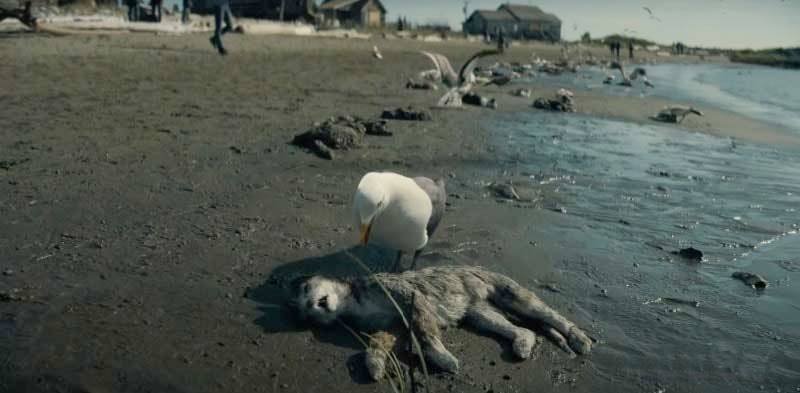 Playa con gatos muertos.